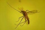 Detailed Fossil Fly (Chironomidae) In Baltic Amber #163504-2